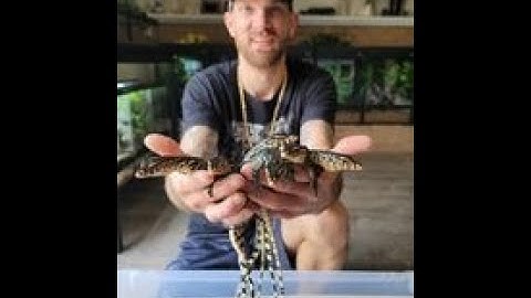 How I setup baby Asian Water Monitor Enclosures