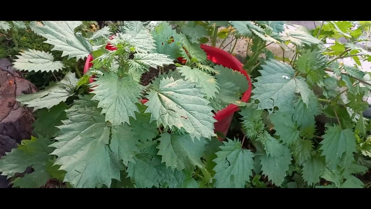 ISIRGAN OTU ALMIŞ BAŞINI GİTMİŞ / PELİN'İN YAYLA KEYFİ