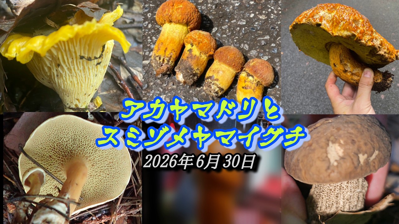 2026天然夏キノコ探索アカヤ祭り続編とスミゾメヤマイグチ(2026年6月30