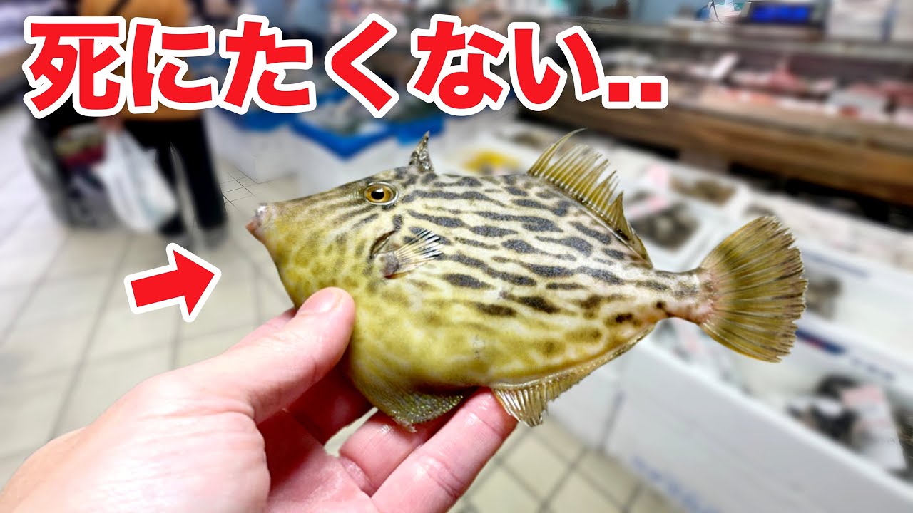 スーパーに売っていたペラペラのお魚を水槽に入れると..