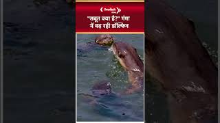 गंगा में लौट रही है जिंदगी, बढ़ रही डॉल्फिन और कछुओं की संख्या