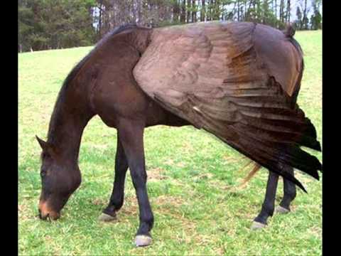 images Funny Pictures Of Animals Combined funny hybrid animals youtube