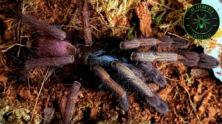 Polychromatic Earth Tiger (Haploclastus devamatha) Tarantula Rehoused Itself!