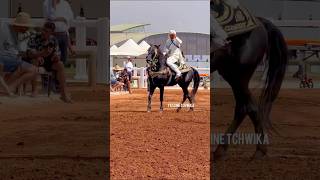 #تبوريدة ماشاء الله 🇲🇦🐴🇲🇦  #التبوريدة_تراث_شعبي_مغربي_أصيل