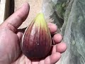 Brazilian fig  a new name or new qualities