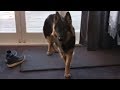 German Shepherd tries to join in on barking, makes hilarious noise instead