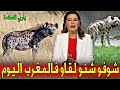 عاجل : ياربي السلامة عودة حيوان الضبع المفترس يرعب المغاربة الأن - أخبار اليوم الجمعة 17 أكتوبر 2025