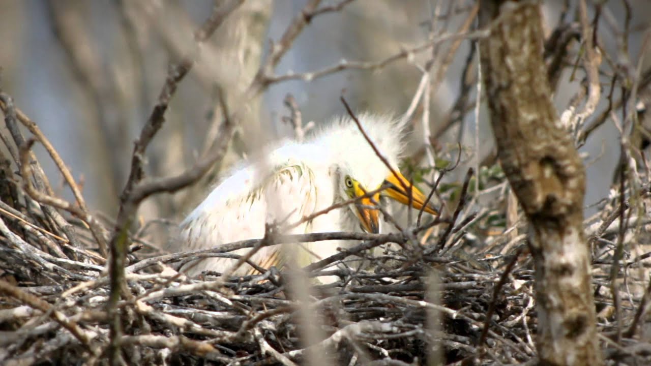Birding and Birdwatching in Southwest Louisiana