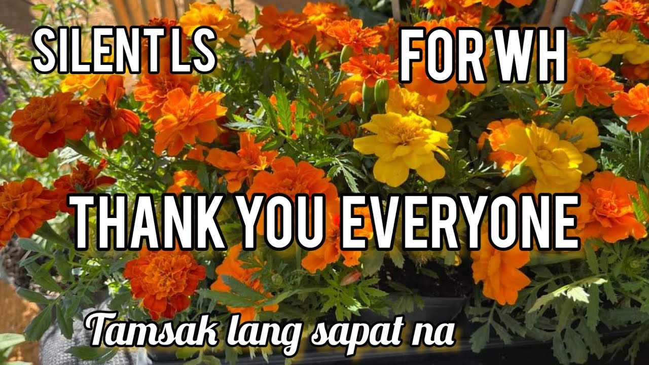 GOOD AFTERNOON EVERYONE FOR WH THANKS - YouTube