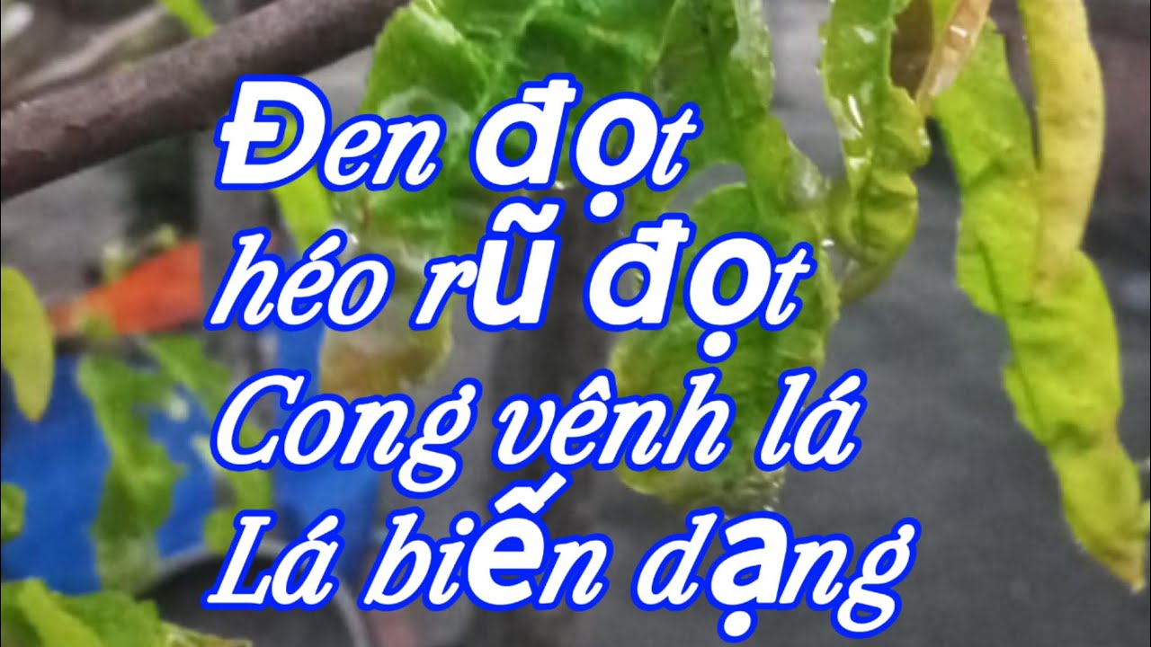 Nguyên nhân gây đen đầu đọt,héo đọt khi trời nắng,cong mo lá,lá biến dạng.