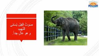 الفيل - الوصف - وصف الحيوانات - Appearance  of Animals ( Elephant )