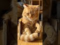 if i fits i sits #catshorts #cutecat #catvideos #cats #fyp #catlife #chunkycat #catlovers #catmemes