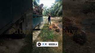 Makan Ape Yg Kuat Semcm Ni..