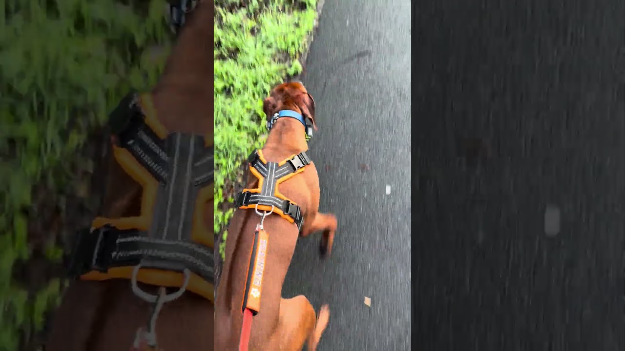 No fun for Tango lead training 