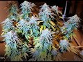 Grow 1 compilation week 5 to harvest hlg 260 3x3 milk n cookies grow