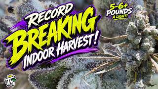 INDOOR HARVEST #3!