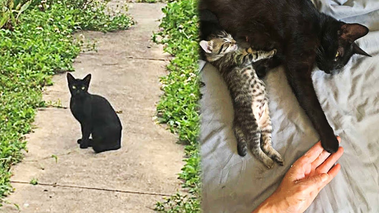 Pregnant Stray Cat ‘asks A Woman To Let Her Inside To Give Birth Youtube