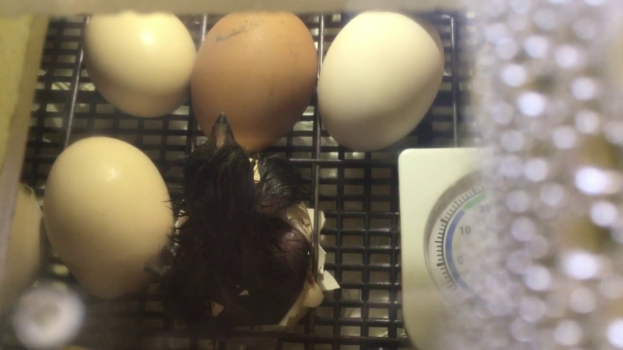 как сделать чтобы из яйца вылупился цыпленок майнкрафт #3