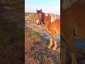 Cool horse 🐎 with an unusually beautiful mane / Классная лошадка 🐴 с необычно красивой гривой ++