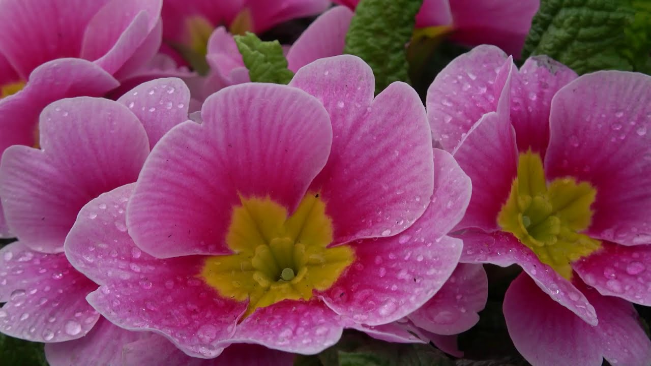 Plantenbeurs Liezele - Filmpjes Jan De prins