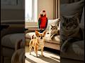 Bossy Parrot vs Angry Dog & Lazy Cat 😂 | Real Animal Comedy #shorts