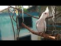 New Entry of FALLOW COCKATIEL in My Aviary