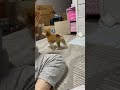 ドリフトを決めてると話題になった豆柴 #豆柴 #柴犬 #ドリフト #shibainu