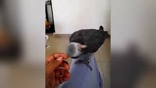 Cutest bird in the world #cute #love #viral by Think About 85 views 2 months ago 34 seconds