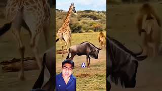 Giraffe Kick vs. Lion Attack: Unbelievable Wildlife Battle!🦒#wildlife #animals #shorts #shortsviral