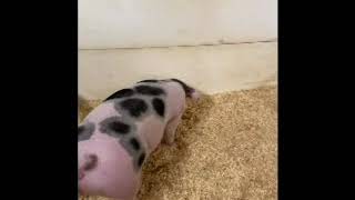 Spot 2 1 Gilt Germann Showpigs