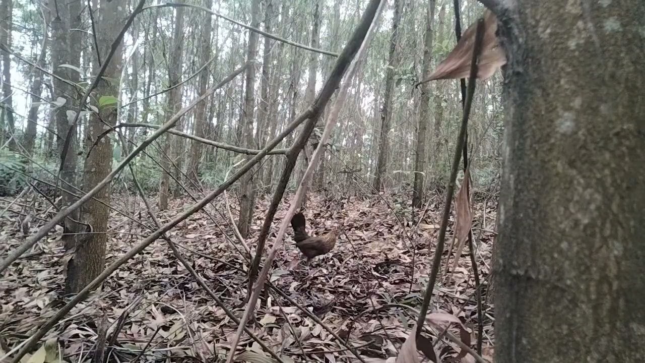 Kèo đánh mái lụm bổi tơ