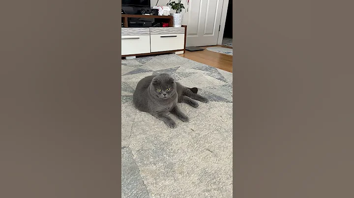 Video 11538811: funny cat scottish, cute cat scottish, enjoys cute funny cat