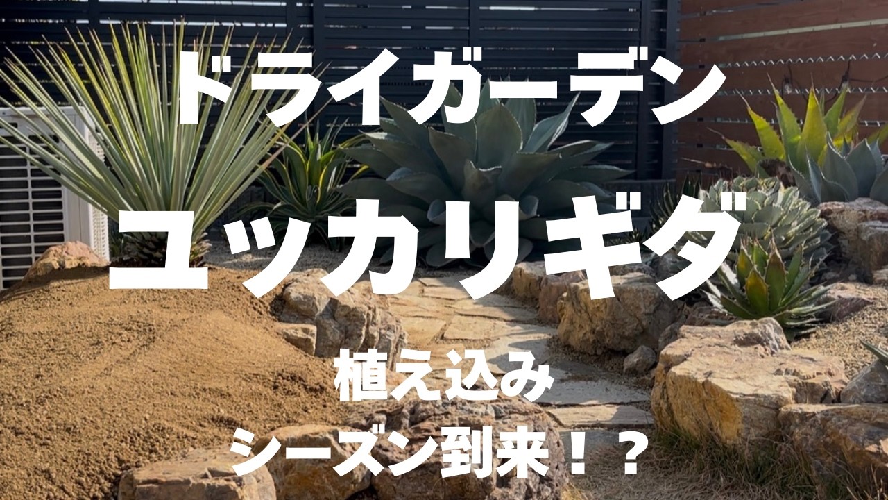 【ユッカ・リギダ】ドライガーデン植え込みシーズン到来！？で我慢できず植え込んでみた！