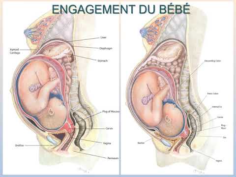 Cours prénataux #1 - Préparation au travail et à l'accouchement - Section 1