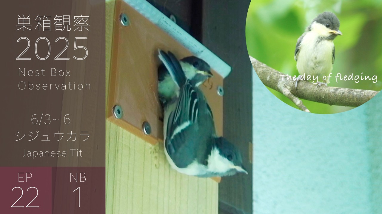 Fledging Edition 🐥 Japanese Tit chicks are too scared and take
