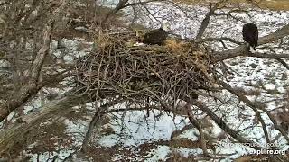 Decorah North Eagles - Squirrel under the nest!! \/ explore.org  2\/12\/23