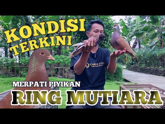 KONDISI MERPATI PIYIK YANG BELI DARI MUTIARA HARI INI class=