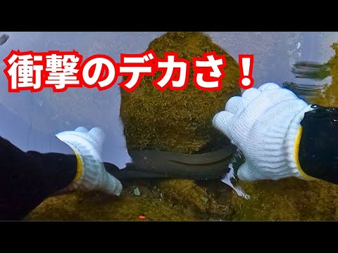 罠を仕掛けたら特大のウナギが掛かった【高知県】