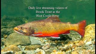 7Brook Trout in the West Credit River. 7th June 2026