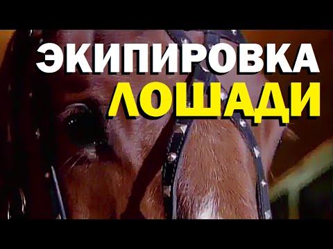 Галилео. Экипировка лошади