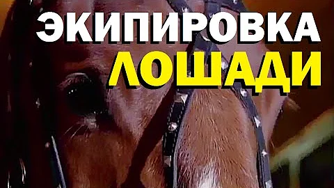 Галилео. Экипировка лошади