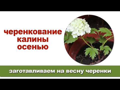 Как размножить калину черенками осенью в домашних условиях видео