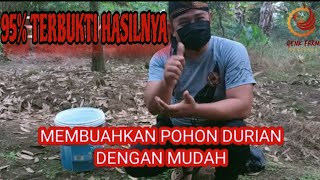 CARA MUDAH MEMBUAHKAN POHON DURIAN 