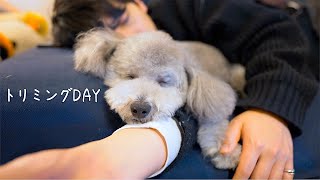 🐶愛犬がトリミングに行く日が寂し過ぎる独身男の１日【トイプードル】