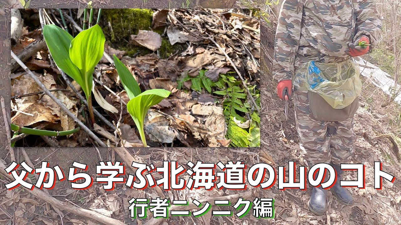 収穫から下処理まで】行者ニンニクは春の味覚 父に採り方とめんつゆ