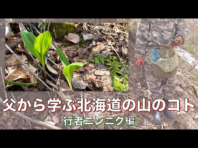 収穫から下処理まで】行者ニンニクは春の味覚 父に採り方とめんつゆ