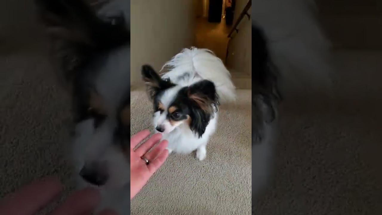 Eva's First Stair Case Experience