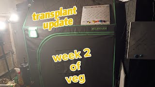 Beginner grow guide to transplant what not to do