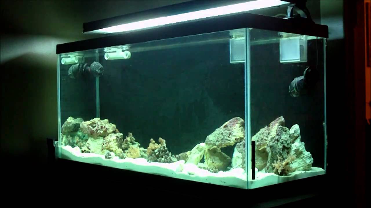 90 Gallon Reef Tank Build Start up Update 4 YouTube