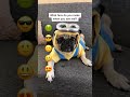 Let the pug know #shorts